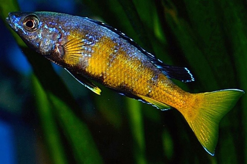 Cyprichromis sp. 'brilliant jumbo' (Speckleback Moba)